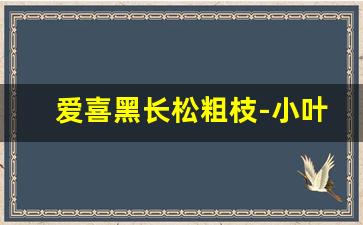 爱喜黑长松粗枝-小叶黑松图片